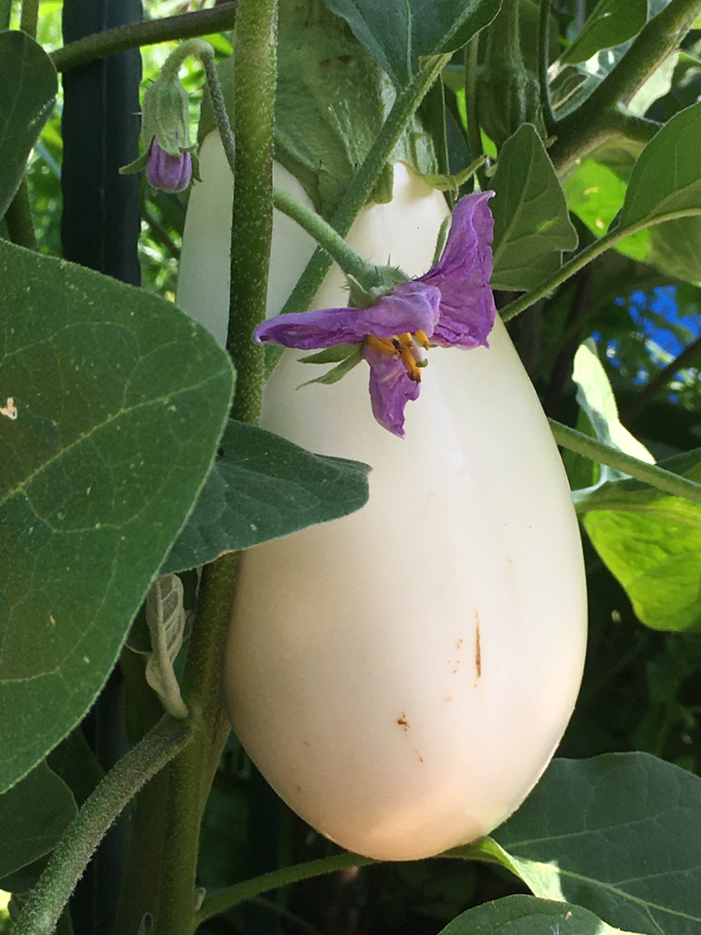 weiße Melanzani das Stück