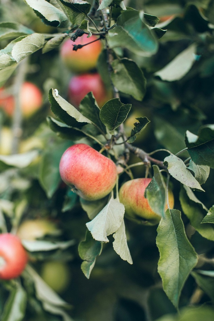 Apfel Topaz