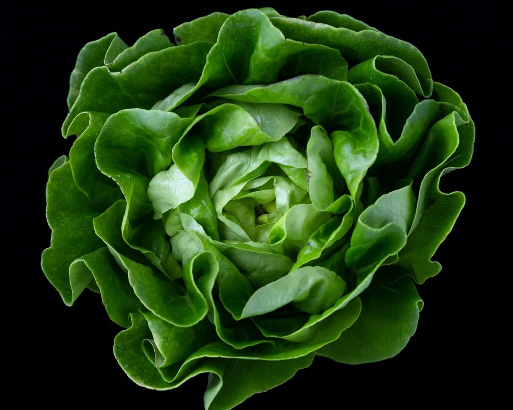 Kopfsalat