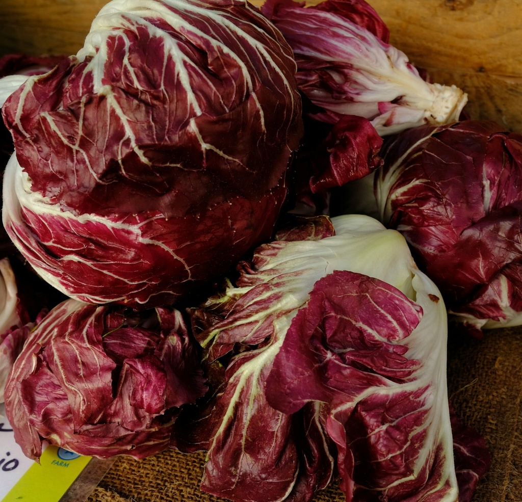 Radicchio