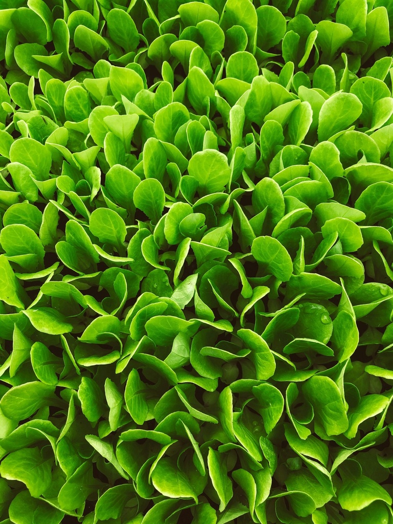 Vogerlsalat