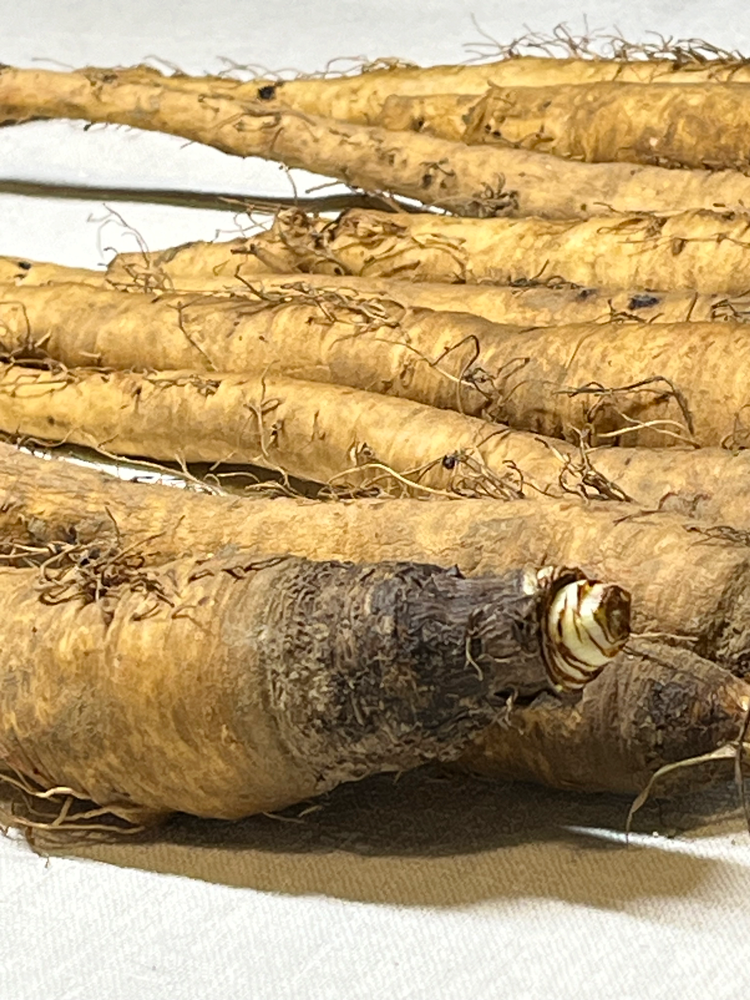 Haferwurzel