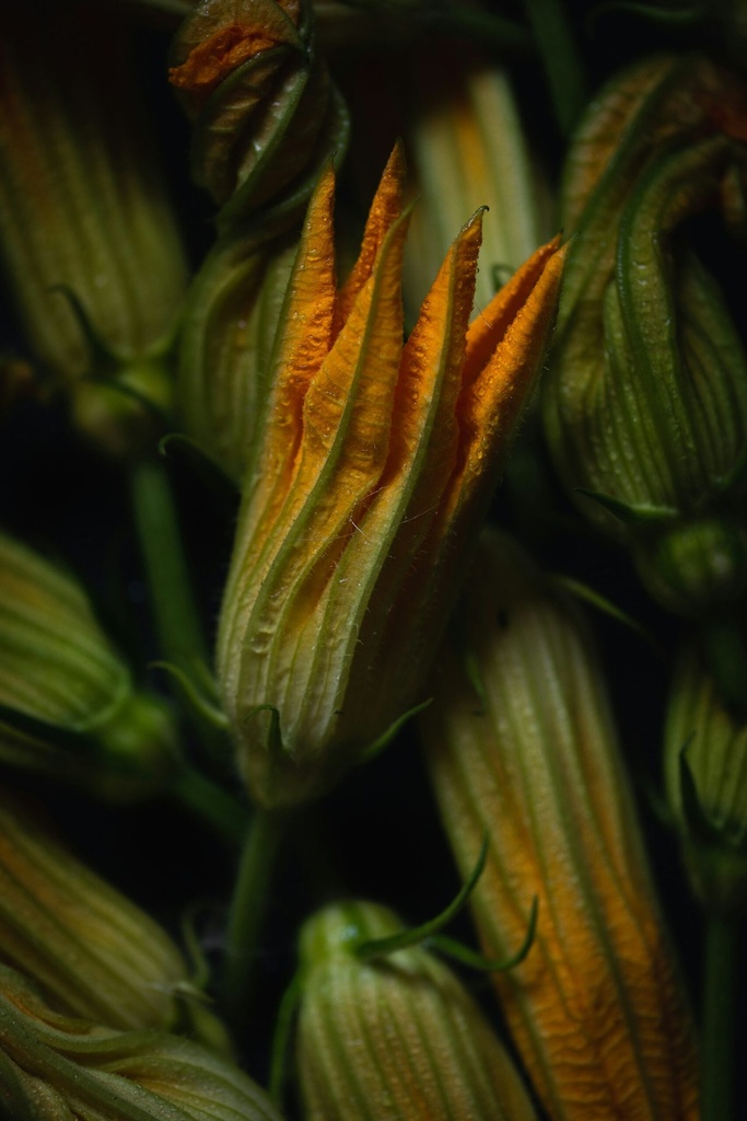 Zucchini Blüte