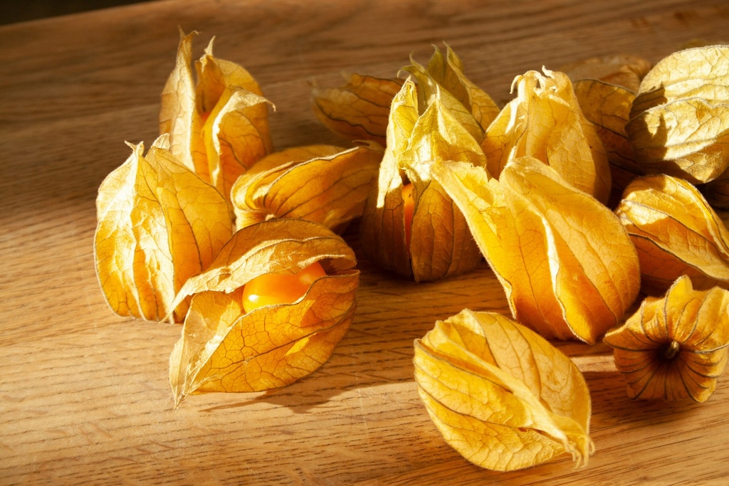 Physalis Andenbeere