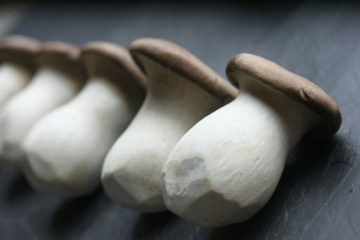 Shiitake Pilze