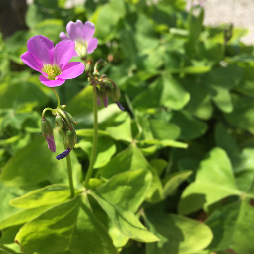 großblättriger Sauerklee 150g