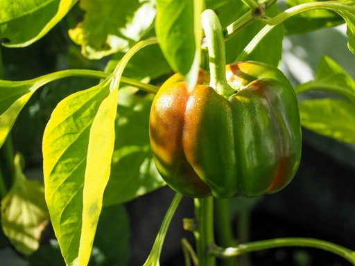 Paprika bunt