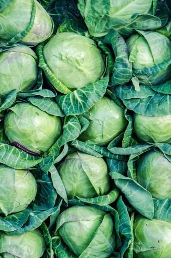 Kraut