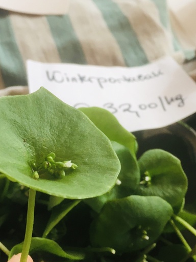 Winterportulak