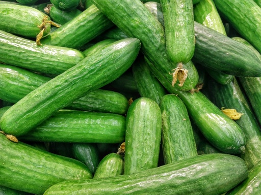 Mini Gurke